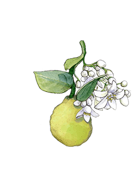La bergamote est la note de tête dans le dessin botanique de la cologne aux fleurs de cerisier Sakura de Jo Malone London