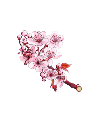 La fleur de cerisier est la note de cœur dans le dessin botanique de la Cologne Sakura de Jo Malone London